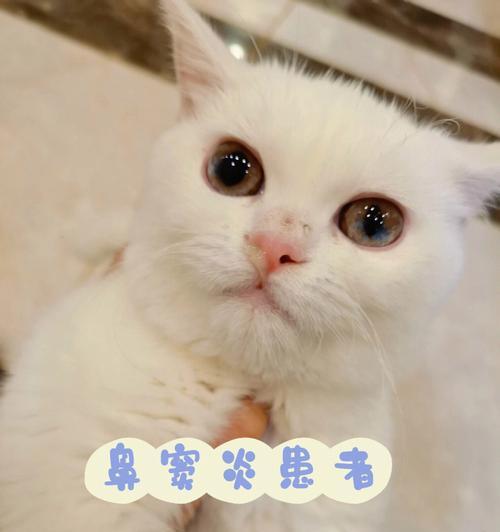 猫鼻之炎的药物治疗方法（为你的宠物选择正确的治疗方案）