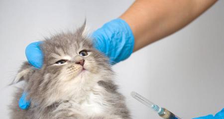 不打疫苗的猫会带来哪些风险（宠物猫的健康与安全不能忽视）