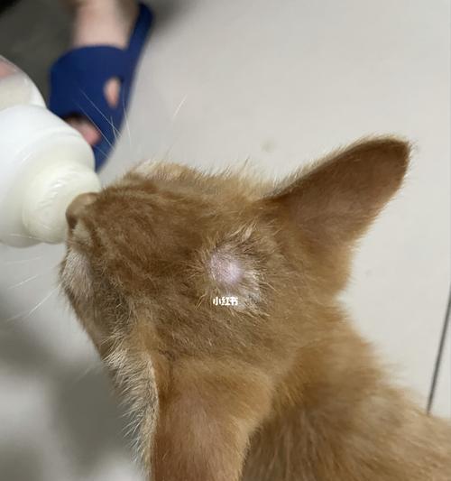 以猫长猫癣上药物治疗的方法（宠物猫感染猫癣该如何治疗）