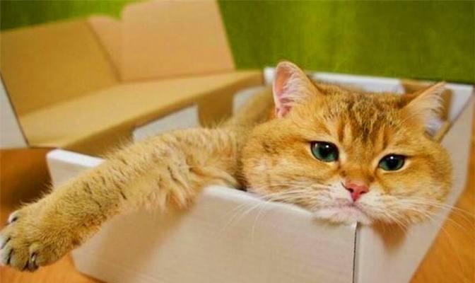 如何为患有肾病的宠物猫选择合适的食物（为您的宠物猫提供健康饮食的关键）