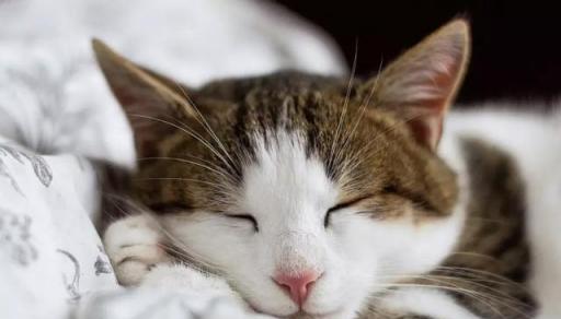 如何减少宠物猫掉毛问题（以饮食为主的掉毛解决方案）