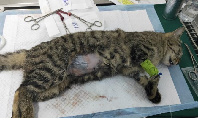 猫绝育让宠物黏人（探究猫绝育对宠物的影响）