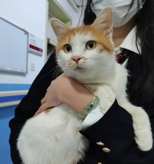 猫绝育让宠物黏人（探究猫绝育对宠物的影响）