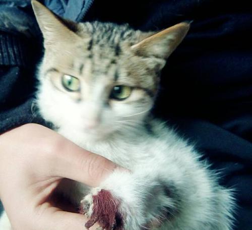 宠物猫拉肚子应对方法（如何治疗宠物猫拉肚子）