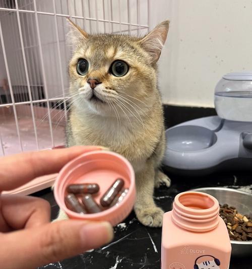 宠物猫拉肚子应对方法（如何治疗宠物猫拉肚子）