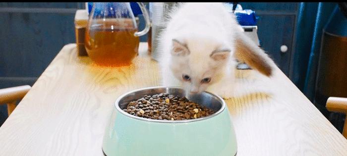 猫咪软便吃什么猫粮最好（探究以猫粮为主的软便猫咪的饮食选择和饲养方法）