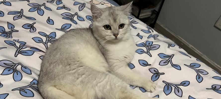 探秘“以猫三联”的奇妙世界（以猫三联究竟是什么）