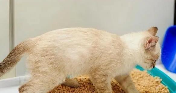 如何通过猫砂里便便看宠物的健康状况（以猫砂里便便为参考）
