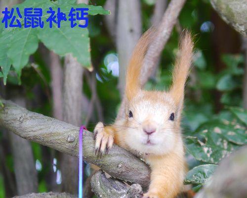养猫生小猫，为什么要补钙（宠物猫的健康需要关注）