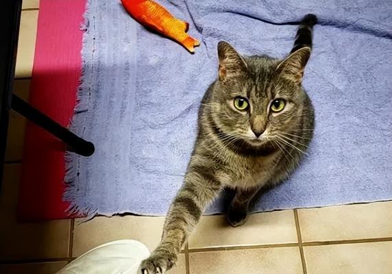 猫咪抓人，到底该怎么办（了解猫的本性）