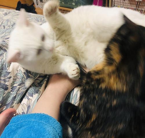 猫咪抓人，到底该怎么办（了解猫的本性）