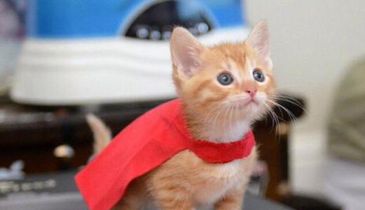 猫咪抓人，到底该怎么办（了解猫的本性）