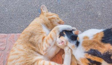 猫狗大战（揭开宠物打架的神秘面纱）