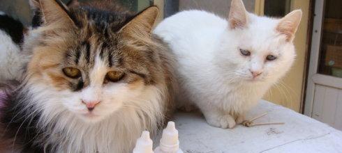 猫为什么会热化了（探究猫咪的温度调节机制与行为表现）
