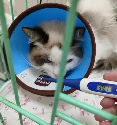 探究猫瘟为什么没有吐（以宠物为主的猫瘟特点及预防措施）