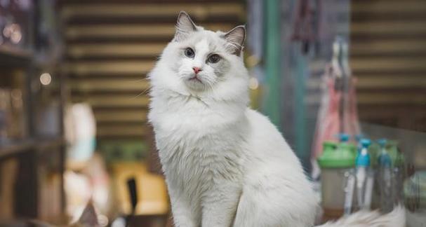 长毛猫的养护指南（宠物爱好者必看）