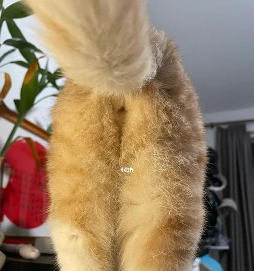 猫咪的神奇舔屁技巧（以宠物为主）