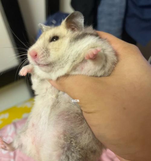 猫咪背部小疙瘩的成因、治疗及预防方法（宠物猫咪皮下小疙瘩的危害及应对策略）