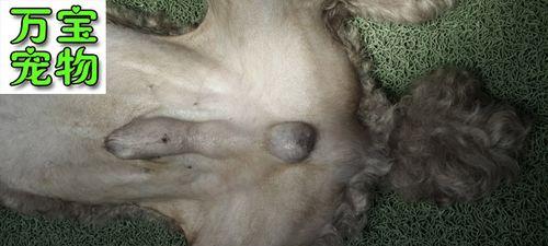 猫咪背部小疙瘩的成因、治疗及预防方法（宠物猫咪皮下小疙瘩的危害及应对策略）