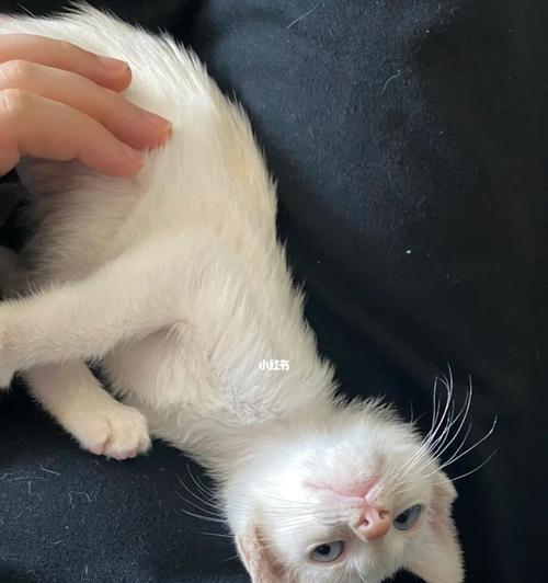 宠物猫必须打的疫苗种类（保护宠物健康）