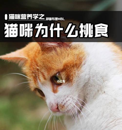 猫咪不拉屎不吃饭（分析猫咪行为背后的原因）