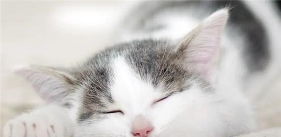 猫咪抽筋怎么缓解（宠物抽筋如何应对）