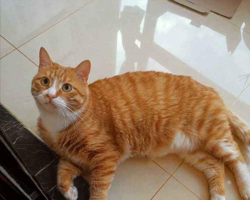 带猫咪出门必备攻略（让宠物猫咪外出更安心的15个建议）
