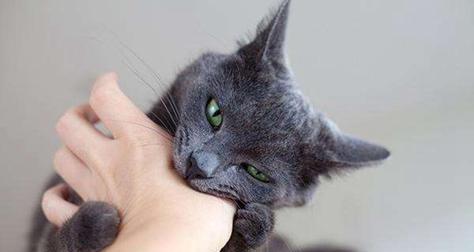 猫咪打架会受伤吗（探究猫咪打架的原因以及如何预防受伤）