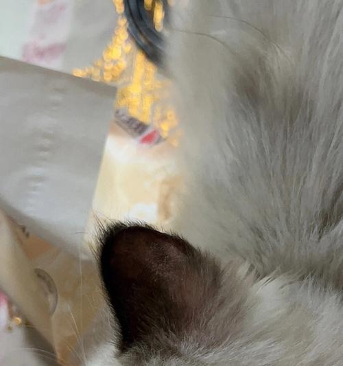 治疗猫咪得猫癣的完美指南（以宠物为主）
