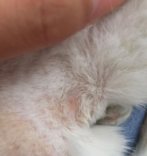 治疗猫咪得猫癣的完美指南（以宠物为主）