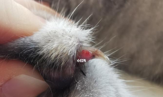 猫咪得癣的症状及治疗方法剖析（探讨宠物猫咪得癣的原因）
