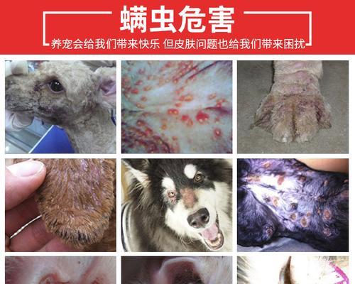 猫咪得癣的症状及治疗方法剖析（探讨宠物猫咪得癣的原因）