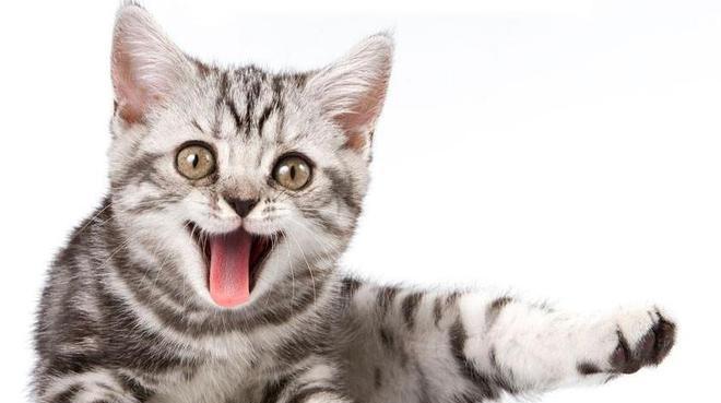 猫咪智商不亚于人类（探究猫咪的智商水平及其表现）
