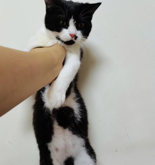 猫咪肚子硬鼓鼓，该如何处理（详解猫咪肚子鼓鼓的原因和处理方法）
