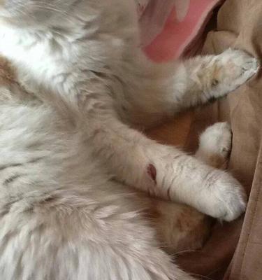猫咪对碘伏过敏吗（了解猫咪对碘伏过敏的原因与预防措施）