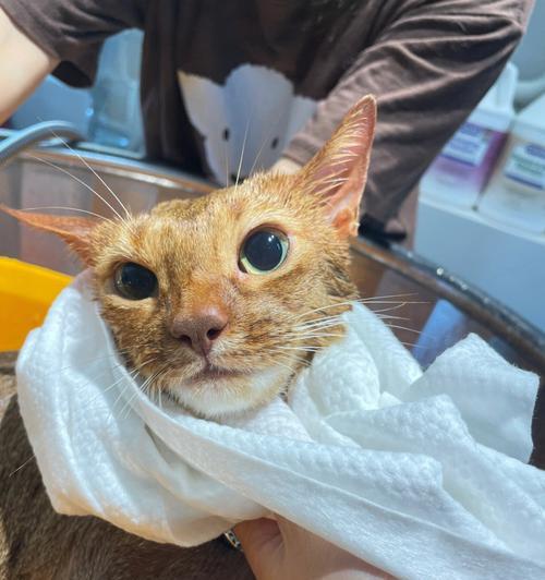 猫咪洗澡全指南（从适宜洗澡的年龄到正确的洗澡方式）