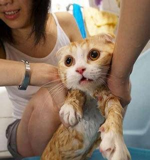 猫咪洗澡全指南（从适宜洗澡的年龄到正确的洗澡方式）
