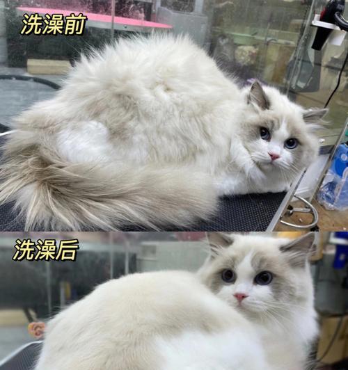 猫咪洗澡全指南（从适宜洗澡的年龄到正确的洗澡方式）
