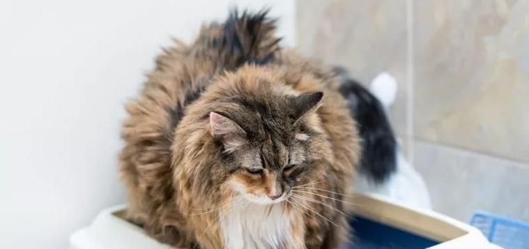 猫咪灌肠后的饮食指南（如何为猫咪选择适合的食物以保证其健康）