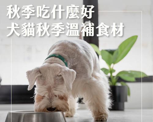 猫咪灌肠后的饮食指南（如何为猫咪选择适合的食物以保证其健康）