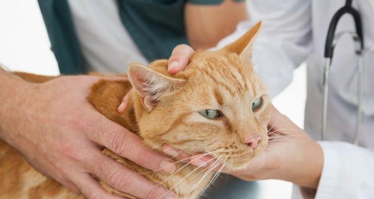 猫咪恨主人（宠物不爱我）