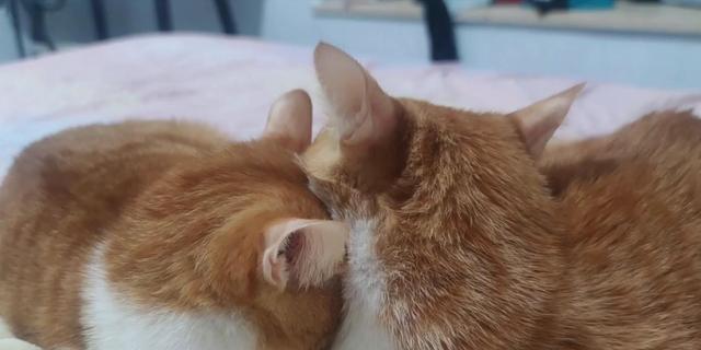 猫咪恨主人（宠物不爱我）