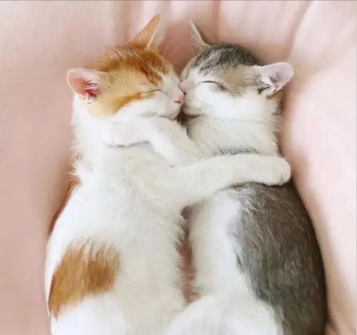 猫咪互舔的神秘行为（揭开猫咪互舔的神秘面纱）