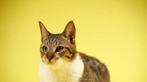 猫咪怀孕情绪变化的探究（探究猫咪怀孕期间的情绪变化及对宠物主人的影响）