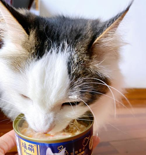 猫咪饮食（了解猫咪的饮食习惯）