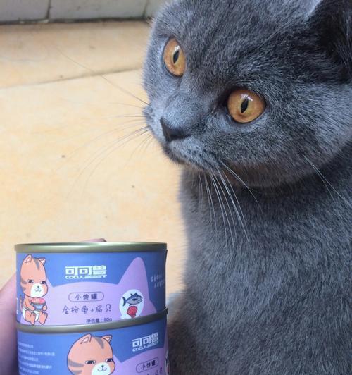 猫咪饮食（了解猫咪的饮食习惯）