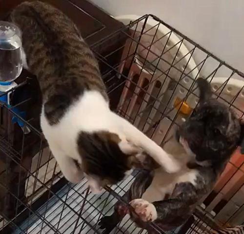 猫咪可以吃卤肉吗（解密猫咪的饮食禁忌）