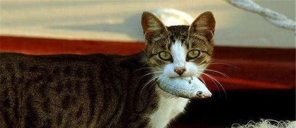 猫咪可以吃卤肉吗（解密猫咪的饮食禁忌）