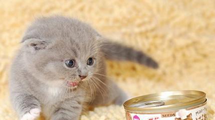 宠物猫咪能否吃猪肉（探究猫咪饮食健康问题）