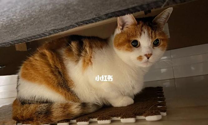 宠物猫咪能否吃猪肉（探究猫咪饮食健康问题）